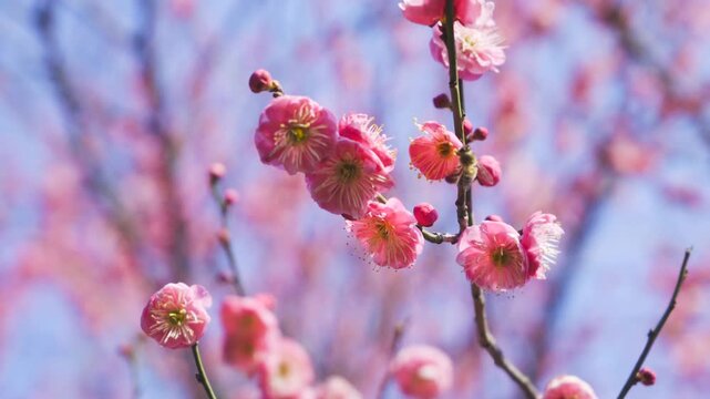 Pink Plum Blossoms Blooming on Spring Branches