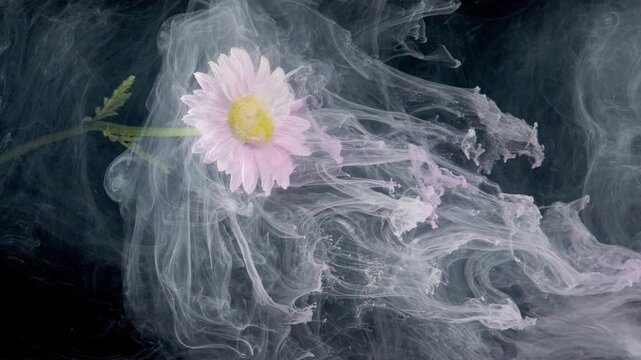 Pink daisy floating through smoke, long stem trailing pastel ink ribbons across dark space, studio macro with slow graceful flow and muted moody tones