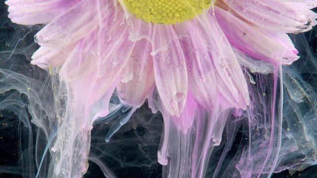 Close pink daisy petal dripping ink, studio scientist documents glossy droplets and delicate textures as pigment diffuses into dark liquid, highdetail