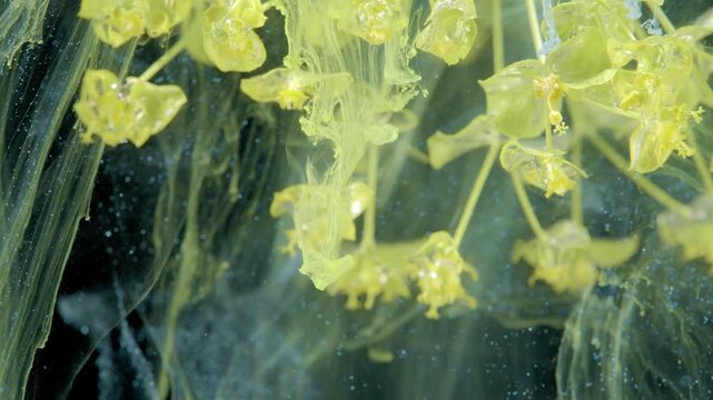 Yellow umbels swirling like jellyfish, delicate floral clusters trailing ink filaments, mysterious studio underwater illusion with rhythmic motion