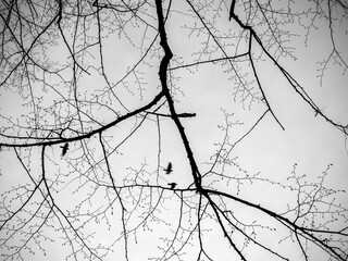 Obraz premium Crow birds flying as silhouettes with branches of bare tree in the foreground.