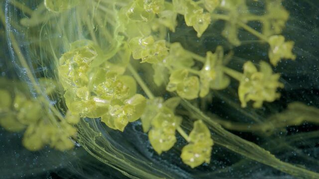 Yellow umbel in micro turbulence, tiny blossoms buffeted by ink currents and filamentary swirls, high detail macro capturing energetic chaotic