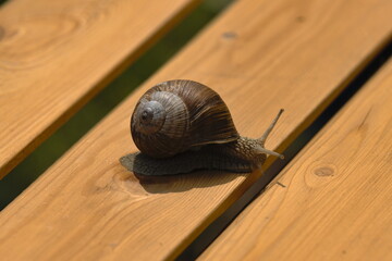 snail on a wooden board © Tomasz