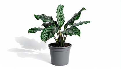 Obraz premium flower in pot