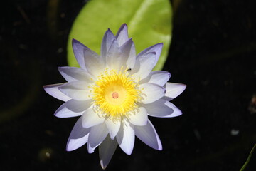 Seerose © Martin