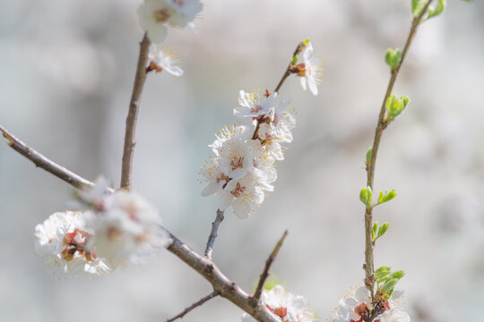 Soft pastel blossoms evoke serene mood, minimal composition with generous negative space, romantic undertone and subtle contrast between sharp stamens and blurred background