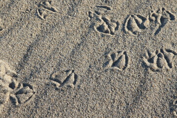 Traces de mouette sur la plage en gros plan © Joachim Martin