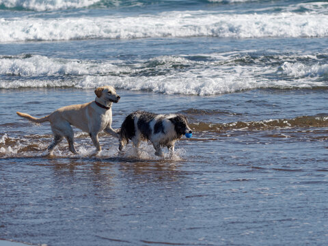 Two dogs playing with a ball in the sea
