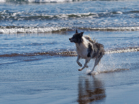 Dog running on the seashore with splashes