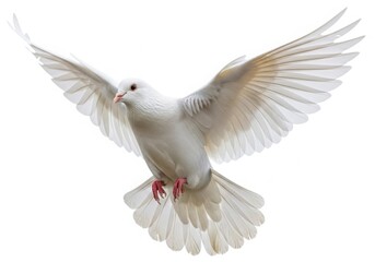Fototapeta premium White dove flying with wings spread wide