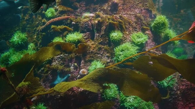 A close up shot of a black rockfish (Sebastes melanops) swimming in a colorful aquarium exhibit. The fish is surrounded by a rich variety of green, pink, and brown corals and aquatic plants