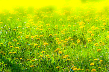 Fototapeta premium Sunny Meadow of Yellow Dandelion Flowers in Green Grass, Dreamy Spring Field in Bright Sunlight, Vibrant Nature Background with Soft Bokeh