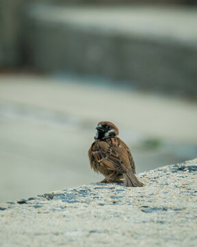 sparrow on a stone