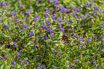 Obraz premium Natural textured groundcover with violet flowers and lush green leaves. Vibrant purple ground plants with small violet blooms and smooth green foliage in sunlight