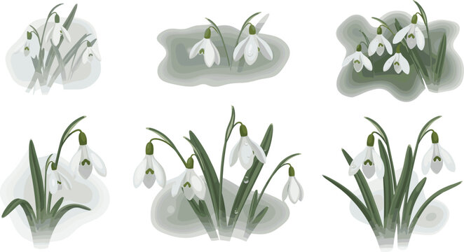 Elegant snowdrop flower botanical vector set featuring white blossoms and green leaves on soft textured abstract background shapes.