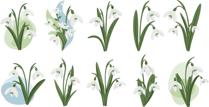 Beautiful snowdrop flower botanical vector collection featuring elegant white blossoms and green leaves for spring floral designs.