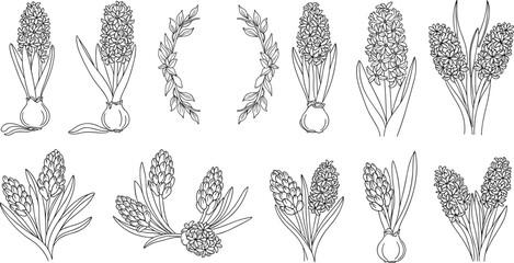 Fototapeta premium Elegant hyacinth flower line art vector collection featuring hand drawn black and white botanical spring floral design elements.
