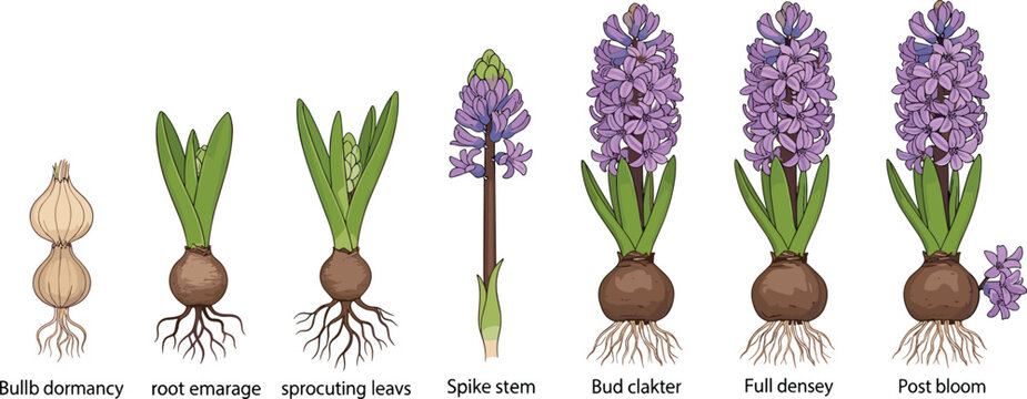 Hyacinth flower life cycle botanical vector collection showing growth stages from bulb dormancy to full purple blossom bloom.