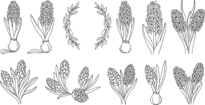 Elegant hyacinth flower line art vector collection featuring hand drawn black and white botanical spring floral design elements.