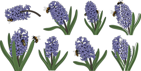 Detailed hyacinth flower vector set featuring honey bees pollinating purple blossoms with green leaves on white background. © MdNipon