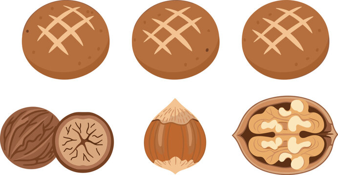 Assorted nuts and cookies vector illustration set with walnut hazelnut and baked biscuit elements isolated on white background