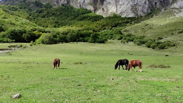 Hispano-Breton horses graze peacefully in the meadow under the leafy forest and rocky mountain, under the clouds that cast shadows over them.
