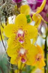 Obraz premium Yellow orchid flower branch. Floral nature. Orchid flower bright color. Flowering nature. Orchid flower yellow color. Floral macro photography. Flora and nature closeup