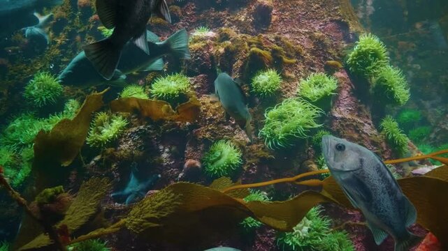 A close up shot of a vibrant yellow rockfish gracefully swimming in an exhibit at the Vancouver Aquarium in Stanley Park, British Columbia, Canada.