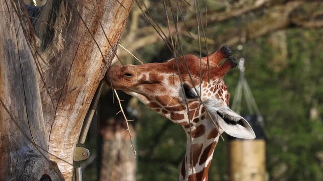 Giraffe, Giraffa camelopardalis is an African even-toed ungulate mammal, the tallest living terrestrial animal and the largest ruminant.