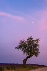 Obraz premium Solitary tree under pastel twilight sky in Provence, France