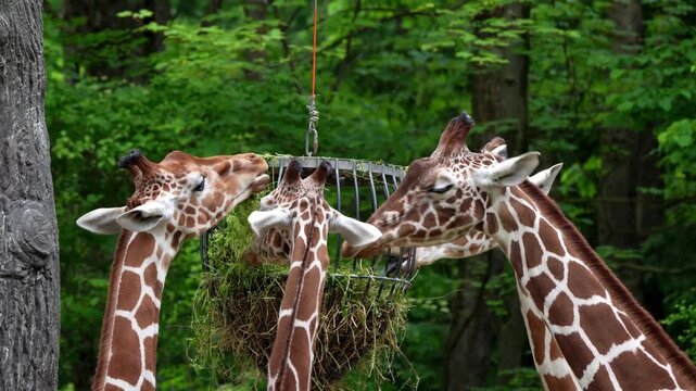 Giraffe, Giraffa camelopardalis is an African even-toed ungulate mammal, the tallest living terrestrial animal and the largest ruminant.