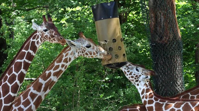 Giraffe, Giraffa camelopardalis is an African even-toed ungulate mammal, the tallest living terrestrial animal and the largest ruminant.