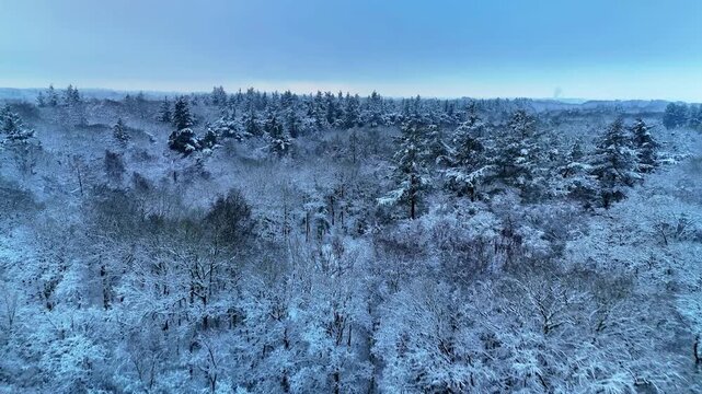 Aerial 4K 10-bit drone footage filmed over a snowy Dutch forest at sunrise. Snow resting on the trees creates a calm and beautiful winter landscape with cinematic movement.