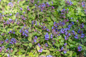 Fototapeta premium Violet groundcover in city garden. Small space planting with vibrant violet blooms. Versatile plant for tiny urban gardens featuring purple flowers and diverse soil types
