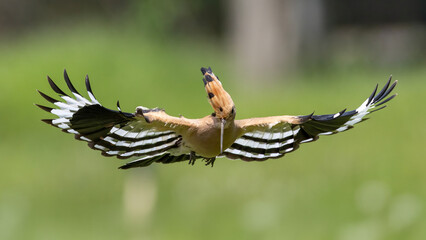 Eurasian Hoopoe captured in flight. © Mehmet