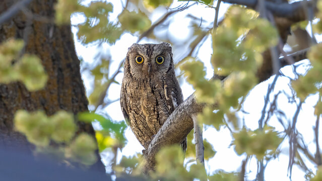 Eurasian Scops Owl