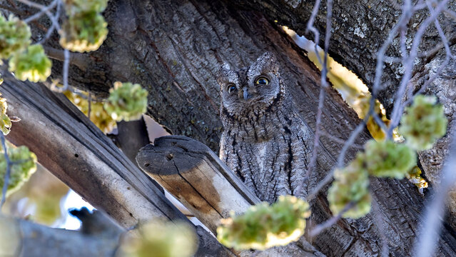 Eurasian Scops Owl