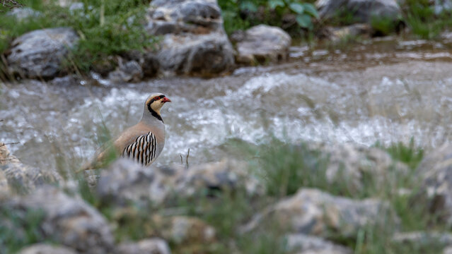 Chukar Partridge