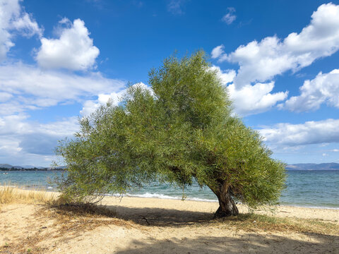 Blooming tamarisk or salt cedar tree tree on sandy beach in Greece. Blue sky and sea, scattered clouds, spring sunshine.