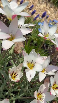Flip-over shot of white tulips with pointed petals
