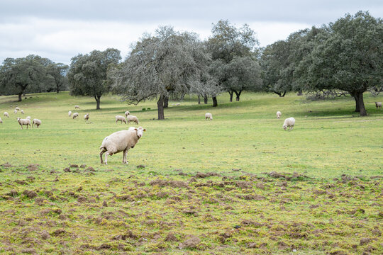 Funny scene of a merino sheep doing its business and looking at the camera in the pasture.