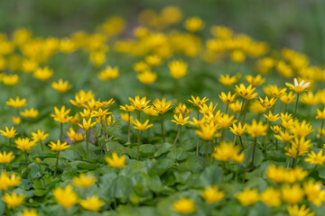 Obraz premium Dense patch of yellow celandine used as groundcover in restoration plot healthy leaf mats and recurring blooms signal early spring recovery and sustainable landscaping inspiration