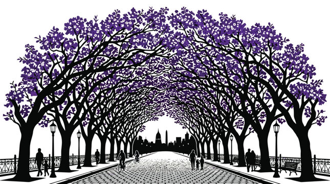 City park walkway lined with blooming purple jacaranda trees in silhouette