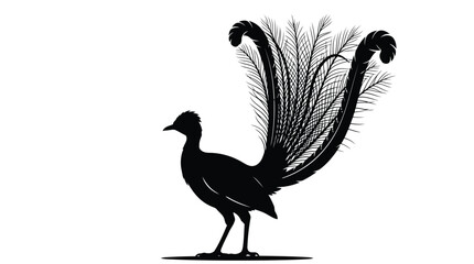Fototapeta premium Peacock with long elegant tail feathers standing in a black and white silhouette vector art