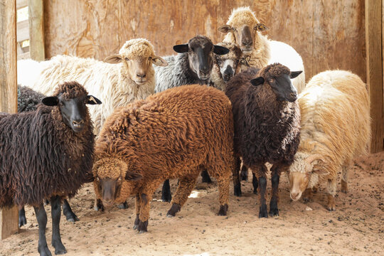 Navajo Churro sheep gathered in rustic barn pen