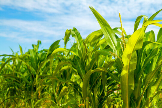 Green corn stalks growing under blue sky