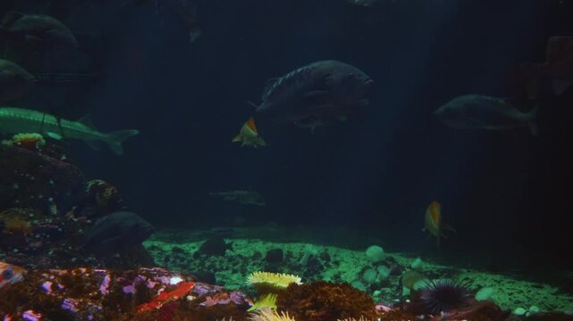 A close up shot of various colorful tropical fish, including a Lagoon Triggerfish and a Yellow Tang, swimming in a large saltwater aquarium.