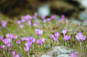 Obraz premium Delicate pink and white wildflowers emerge from the lush forest floor, illuminated by the soft golden hour light, creating a peaceful and enchanting natural scene