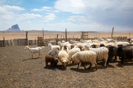 Sheep flock in desert corral in the Southwest