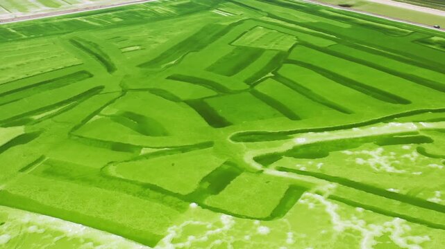 Bright Green Algae Ponds in Agricultural Landscape